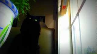 Minecraft/C418 - Droopy Likes Your Face "Rainy Day Time-Lapse"