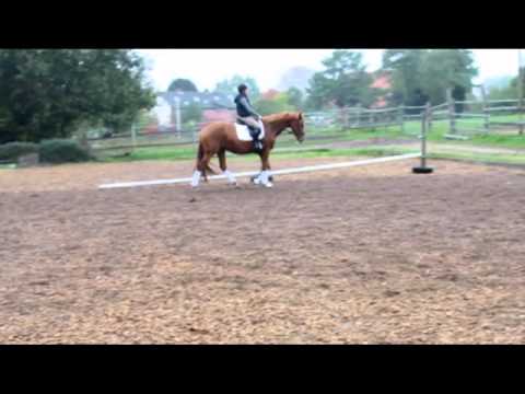 Santana, 3-jährige Stute von Scolari / Marlesko xx