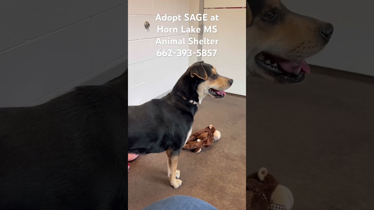 Enlarge Sage, a ADOPTABLE mixed breed in Horn Lake, MS video 6/6
