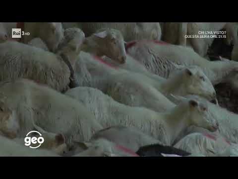 Documentario I sapori della transumanza - Geo e Geo