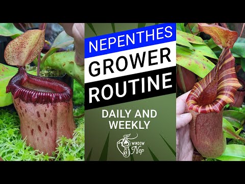 How to care for nepenthes daily and weekly - My Nepenthes grower routine