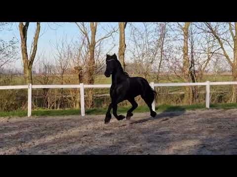 Stal Okkema's Doeke - Michiel x Dries - Gelding - 2017 - 1.63m