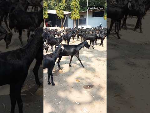 Osmanabadi goats in large quantity at Unnati Goat Farm