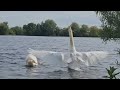 King Swan Brutally Attacks Geese Causing Mayhem On The Lake VERY INTENSE