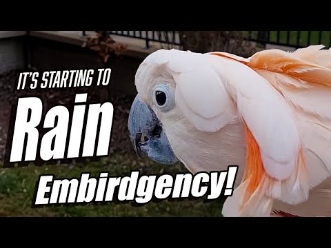 Oh No! Max Reacts to the Rain