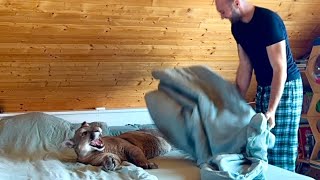 Пуму не возможно спихнуть с кровати пока ты не сделал это! Когда у кота свои п