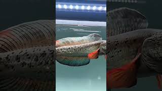 Download lagu The Famous Channa Barca 🔥 #shorts mp3 Download lagu The Famous Channa Barca 🔥 #shorts mp3