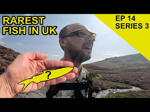 Englands sjældneste fisk