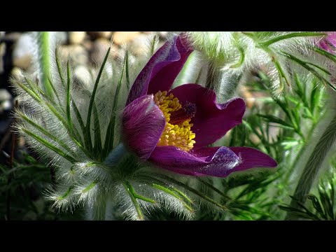 オキナグサ、オキナグサ 植物