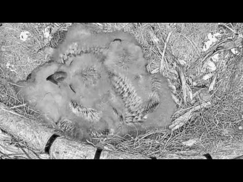 Live Owl CAM~ Mom leaves Little owlets are growing nicely~5:52 pm 2023/02/19