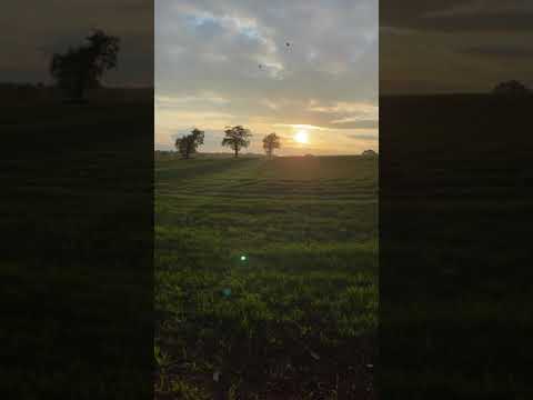 Beautiful horizon view with birds tweeting - meditation like sounds