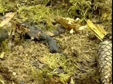 Le triton et la salamandre