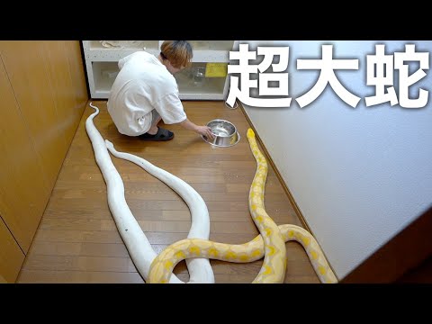 ヘビに対する漂白剤の使い方 庭の家の臭気が忌避剤を引き寄せるヒント 庭師のヒント 2023