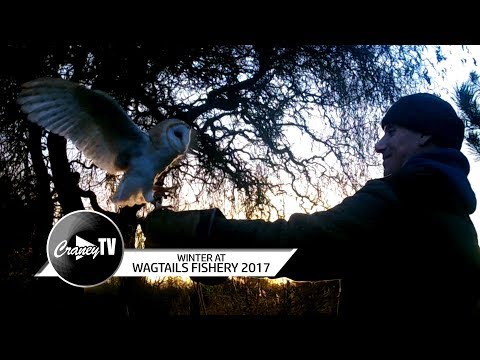 Wagtails Winter 2017