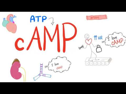 cAMP - ATP, ADP, cAMP - Adenylate cyclase - Protein Kinase A - G-protein, Cell Signaling - Physio
