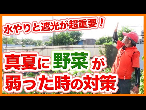 熱波から野菜の植物を守るパーマカルチャーの技術的なヒント 庭の日陰を作る