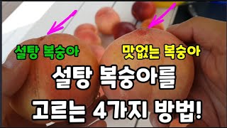 설탕! 복숭아를 고르는 4가지 방법! #복숭아고르는방법 #설탕복숭아고르는방법 #맛있는복숭아고르는방법 #천도복…