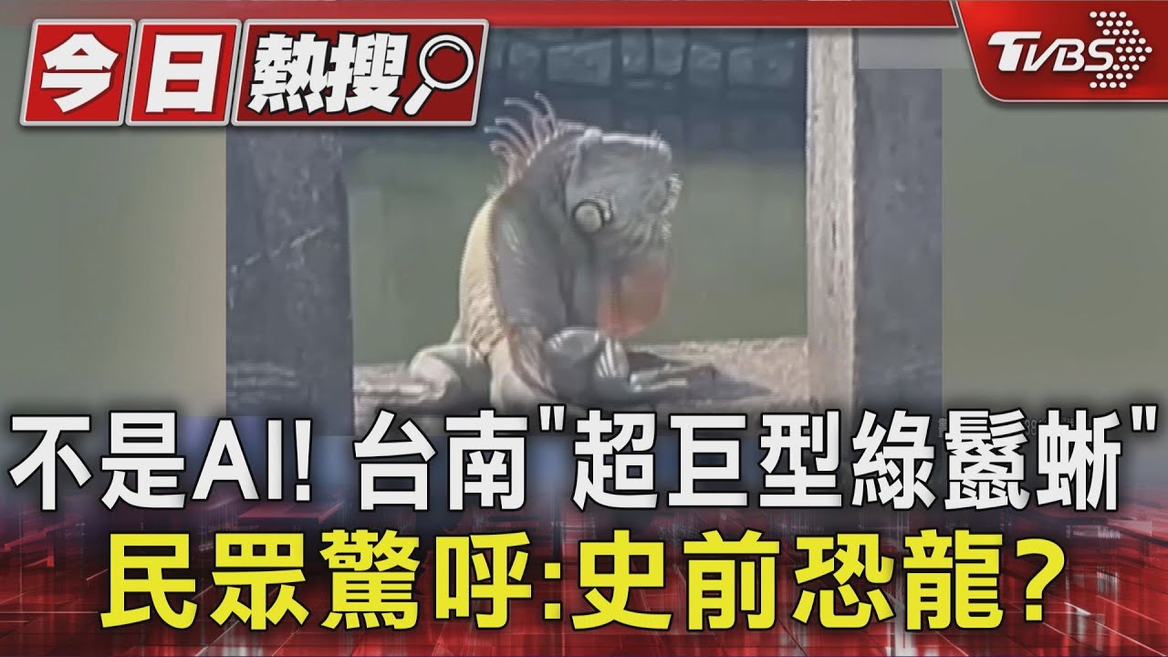 不是AI! 台南「超巨型綠鬣蜥」 民眾驚呼:史前恐龍?