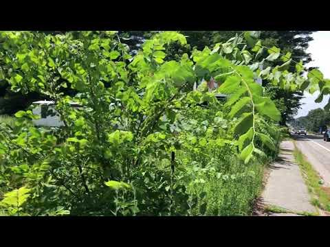 Winthrop Street site for potential retail pot shop