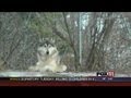 5PM TUE: Last wolf dies at Wildlife Sanctuary