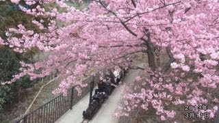 preview picture of video '河津桜満開、「まつだ桜まつり」/神奈川新聞（カナロコ）'