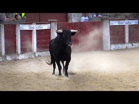 Concurso Con Toros Bravos Santa María 2022