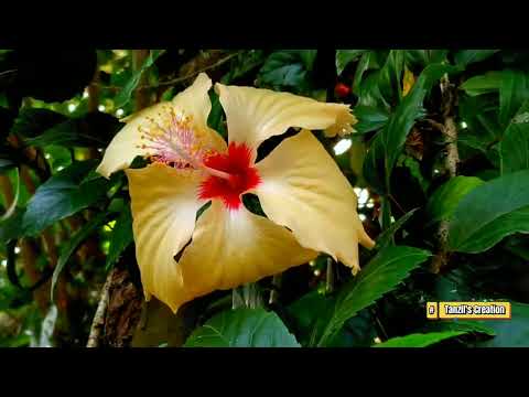 Cinematic Flower Videography 📸🔥