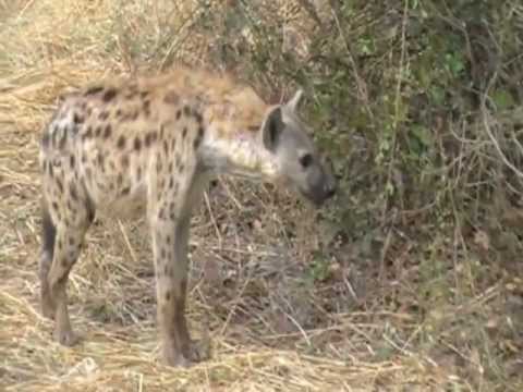 A hyena, a dead impala and a nervous elephant