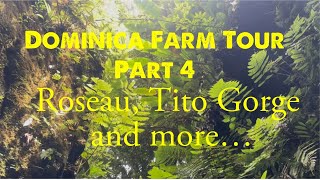Dominica Farm Tour Part 4 : Roseau, Tito Gorge and African Pompano