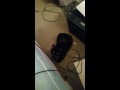 Tuxie Saying Hello