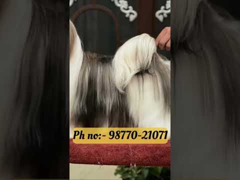 #dailyshots #davindernirman