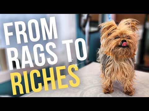 Grooming a Yorkie In Full Coat