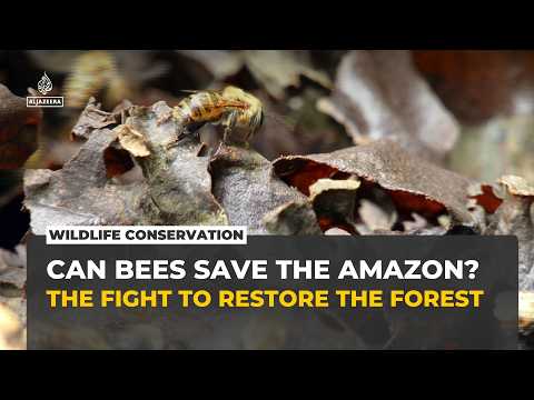 Stingless bees offer hope for Amazon rainforest restoration in Peru