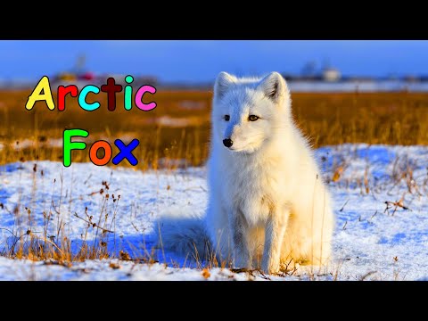 Arctic Fox for Kids| Learn about Arctic Animals