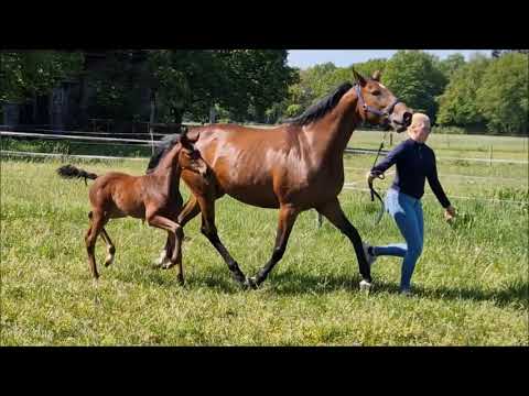 "Feine Eine" SF von "Blue Hors Feinstar x Balesteros x Quattro B"