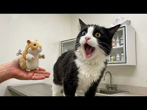 You Will Cry Laughing at These Cats 😂 | NEW Funny Cat Videos 2026