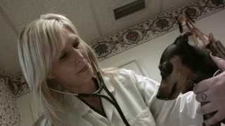 preview picture of video 'Animal Medical Center of Redlands - Short'