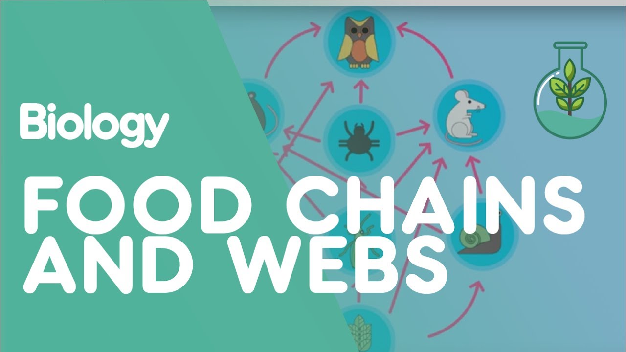 What does a food web show that a food chain does not?