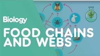 Food Chains & Food Webs  Ecology & Environ