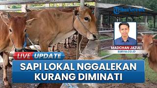 Sapi Nggalekan Masih Bertahan Trenggalek, Tak Laku untuk Bisnis tapi Dijaga agar Tak Punah