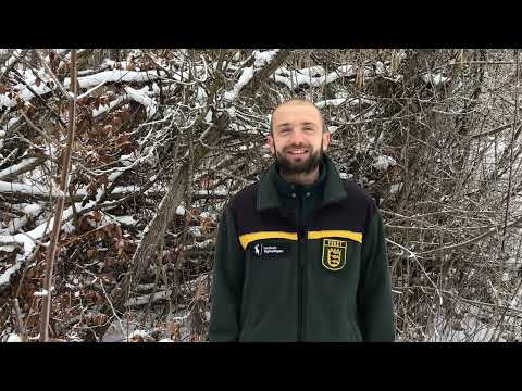 Baumartenpfad Leibertingen - SALWEIDE