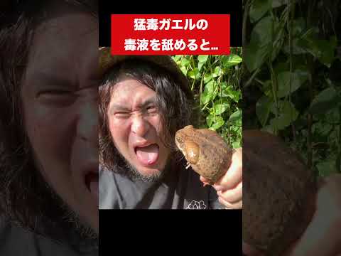 ブラジルで最も有毒なカエル