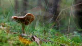 Mushrooms in Norway, chillout relaxation music