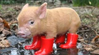 Rolf Just Nilsen med barn - "Med krøllet hale"