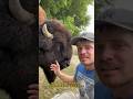 Bison are danger! #animal #animals #dangerousanimals