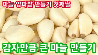 감자많큼 큰 마늘 만들기 마늘,양파밭 만들기 첫째날