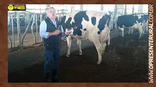 Particularidades e características da raça Holandesa – Minuto Agro Bovinos