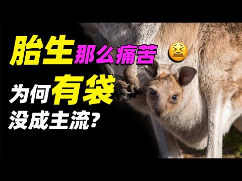 動物胎盤