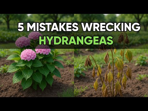 Stop Ruining Your Hydrangeas! 5 Planting Mistakes to Avoid!