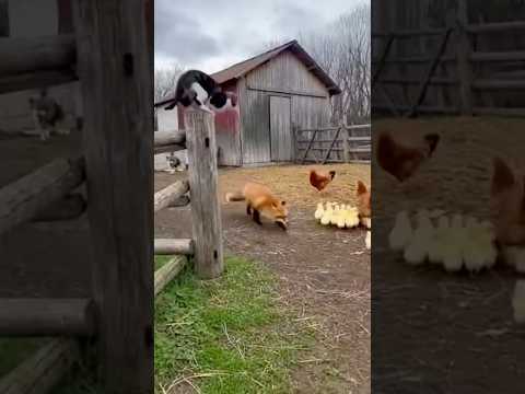 Cat Saves Chicks From Fox Attack 😱